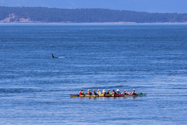 Kayakers and orcas